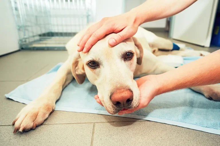 What does a tumor look like on a dog? 3 Common Locations and Their Symptoms