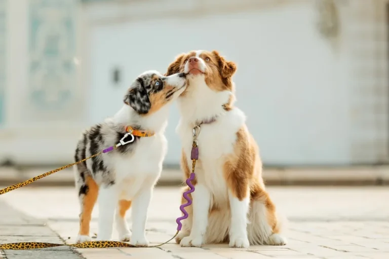 What is Dog Boarding? Understanding Doggy Daycares