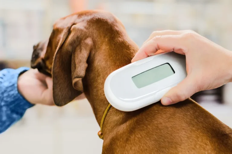 How Young Can a Puppy Be to Get Microchipped: Understanding the Benefits and Factors to Consider