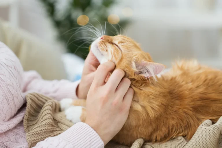 When should you spay a cat? A Comprehensive Guide to Feline Sterilization